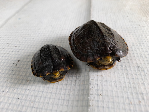 Scorpion Mud Turtle
