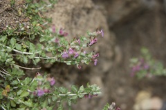 Teucrium microphyllum
