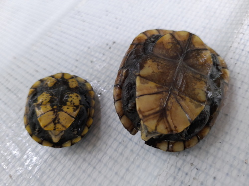 Scorpion Mud Turtle