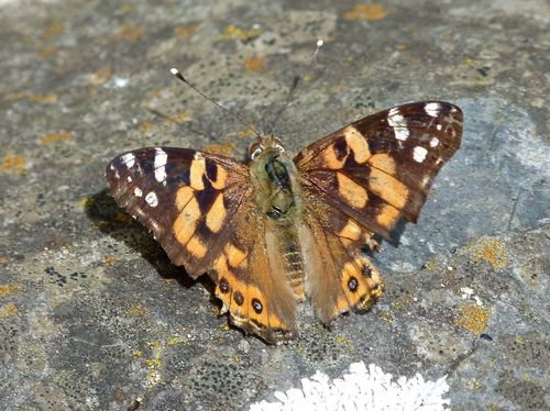 Australian Painted Lady photo 2