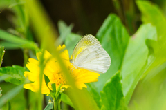 Eurema elathea flavescens