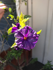 Lycianthes rantonnetii