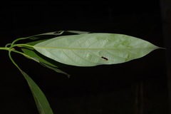 Actinodaphne