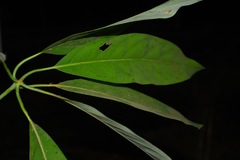 Actinodaphne