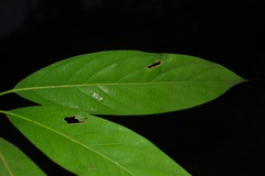 Actinodaphne