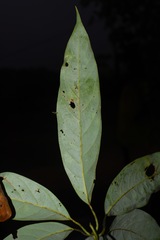 Actinodaphne