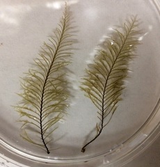 Sertularia latiuscula