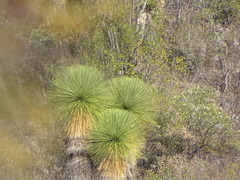 Yucca queretaroensis