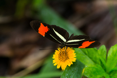 Heliconius besckei