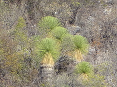 Yucca queretaroensis