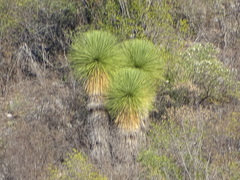 Yucca queretaroensis