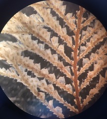 Sertularia latiuscula