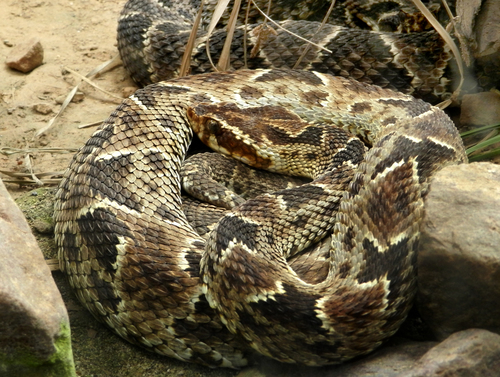 Barnett's Lancehead