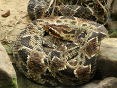 Barnett's Lancehead photo 2