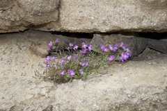 Malcolmia flexuosa
