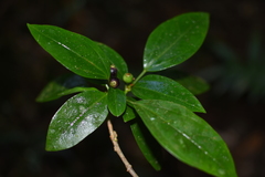 Dendropanax