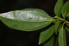Dendropanax