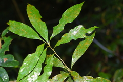 Lithocarpus