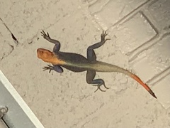 Agama picticauda image