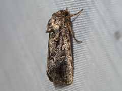 Ectopatria aspera