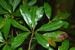 Machilus