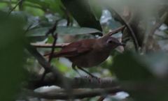 Illadopsis fulvescens