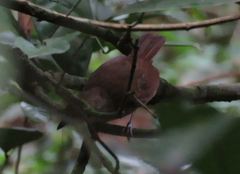 Illadopsis fulvescens