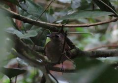 Illadopsis fulvescens