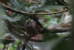 Illadopsis fulvescens