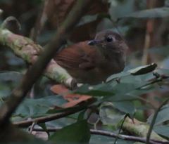 Illadopsis fulvescens