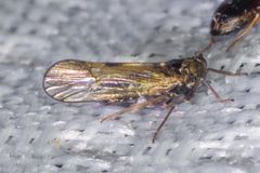 Nothodelphax consimilis