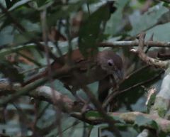 Illadopsis fulvescens