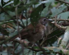 Illadopsis fulvescens