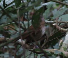 Illadopsis fulvescens