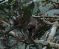 Illadopsis fulvescens