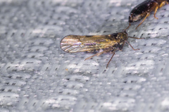 Nothodelphax consimilis