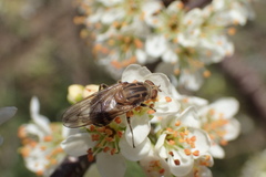 Brachyopa vacua