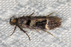 Pseudochelaria manzanitae