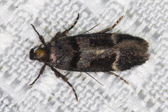 Pseudochelaria manzanitae