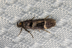 Pseudochelaria manzanitae