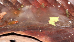 Allobates sumtuosus