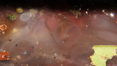 Allobates sumtuosus