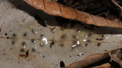 Allobates sumtuosus
