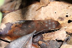 Allobates sumtuosus