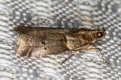 Acrobasis caliginella