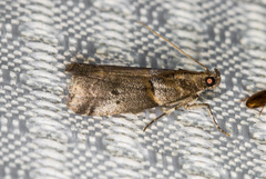 Acrobasis caliginella