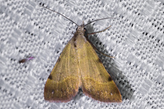 Hemeroplanis incusalis