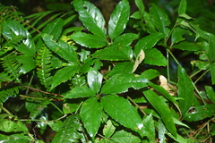 Tetrastigma