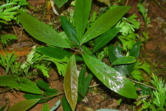 Machilus