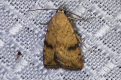 Micrathetis triplex
